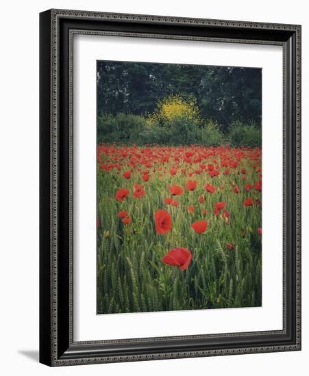 Poppies in the Wheat-Dawne Polis-Framed Art Print