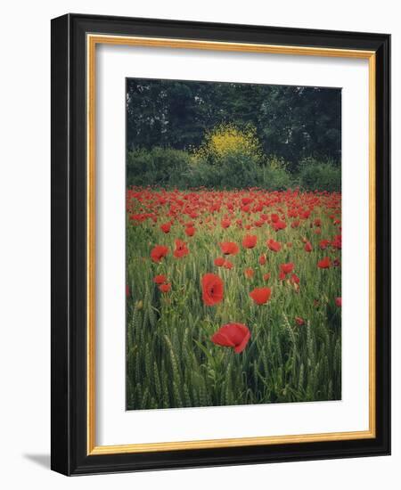 Poppies in the Wheat-Dawne Polis-Framed Art Print