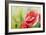 Poppies, Oil Painting on Canvas-Valenty-Framed Art Print