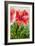 Poppies, Oil Painting on Canvas-Valenty-Framed Art Print