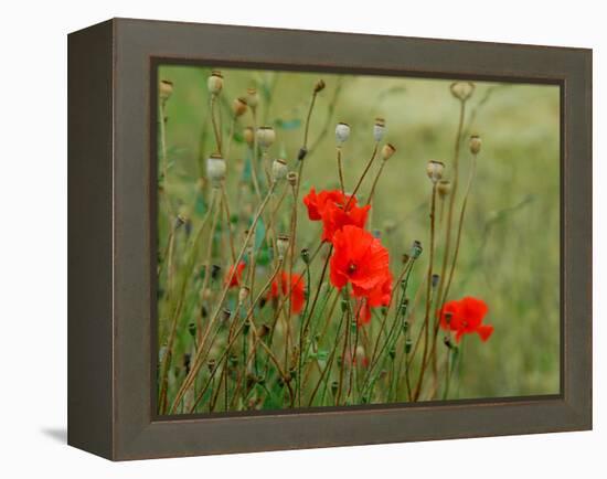 Poppies on Flanders Fields-Magda Indigo-Framed Premier Image Canvas