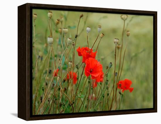 Poppies on Flanders Fields-Magda Indigo-Framed Premier Image Canvas