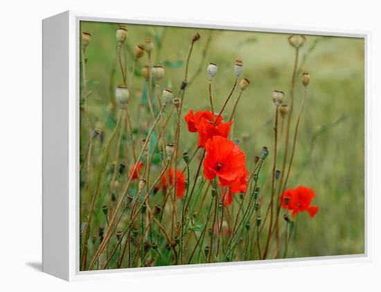 Poppies on Flanders Fields-Magda Indigo-Framed Premier Image Canvas