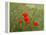 Poppies on Flanders Fields-Magda Indigo-Framed Premier Image Canvas