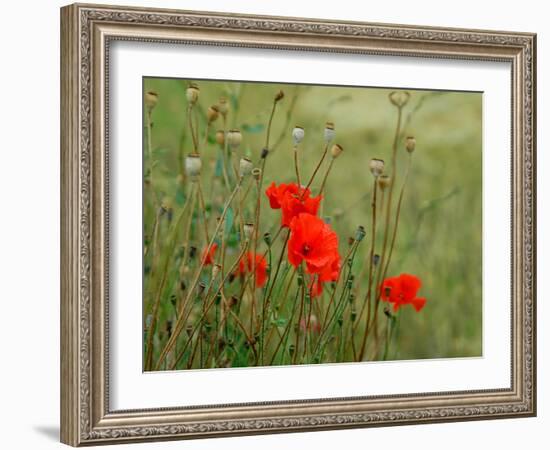 Poppies on Flanders Fields-Magda Indigo-Framed Photographic Print