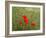 Poppies on Flanders Fields-Magda Indigo-Framed Photographic Print