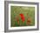 Poppies on Flanders Fields-Magda Indigo-Framed Photographic Print