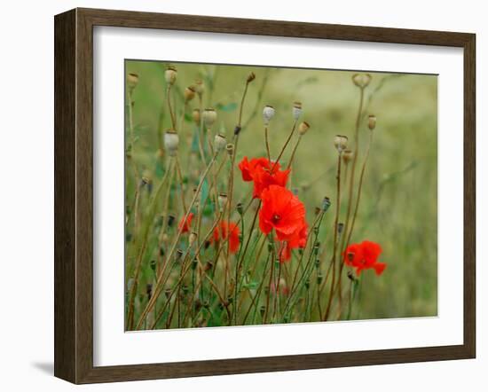 Poppies on Flanders Fields-Magda Indigo-Framed Photographic Print