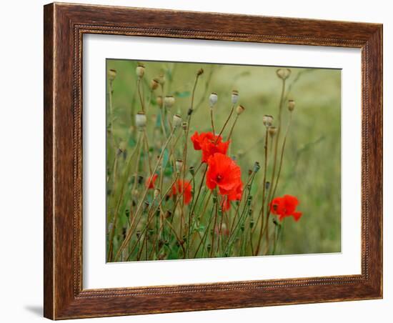 Poppies on Flanders Fields-Magda Indigo-Framed Photographic Print