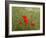 Poppies on Flanders Fields-Magda Indigo-Framed Photographic Print