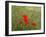 Poppies on Flanders Fields-Magda Indigo-Framed Photographic Print