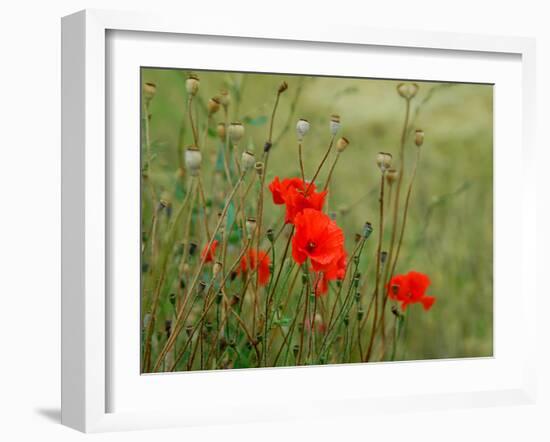 Poppies on Flanders Fields-Magda Indigo-Framed Photographic Print