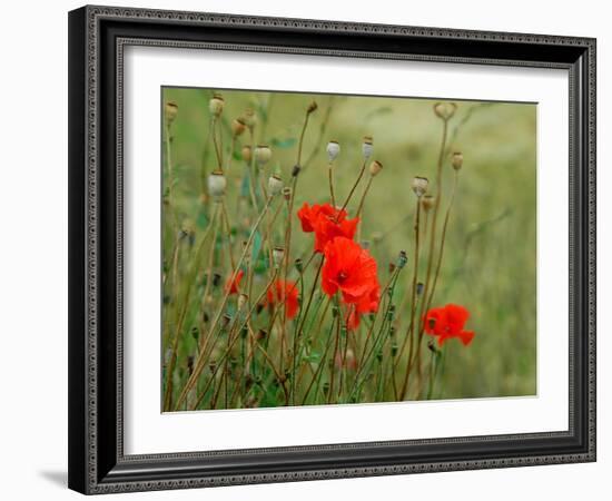 Poppies on Flanders Fields-Magda Indigo-Framed Photographic Print