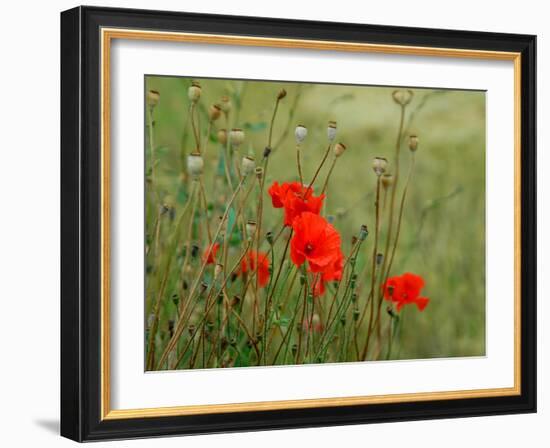 Poppies on Flanders Fields-Magda Indigo-Framed Photographic Print