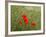 Poppies on Flanders Fields-Magda Indigo-Framed Photographic Print