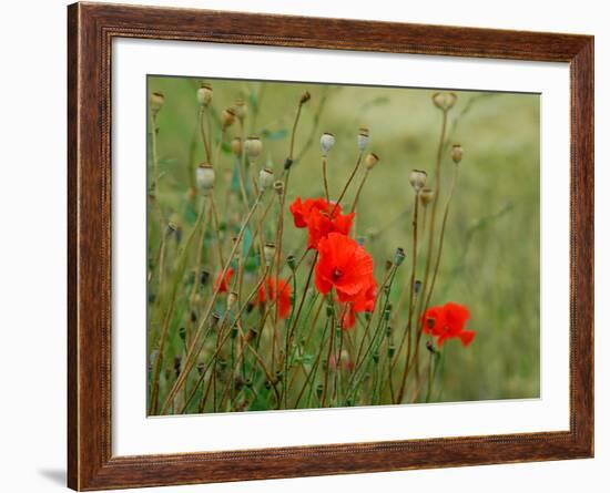 Poppies on Flanders Fields-Magda Indigo-Framed Photographic Print