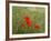 Poppies on Flanders Fields-Magda Indigo-Framed Photographic Print
