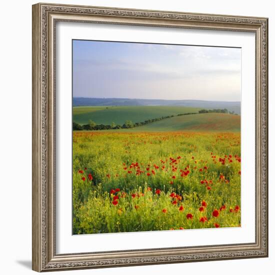 Poppies on the South Downs, Sussex, England-John Miller-Framed Photographic Print