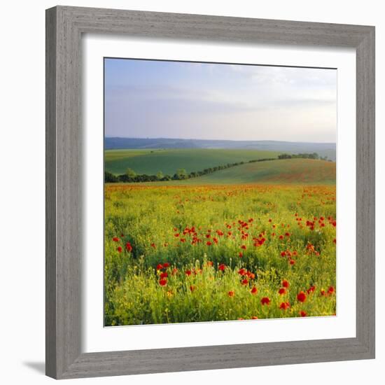 Poppies on the South Downs, Sussex, England-John Miller-Framed Photographic Print