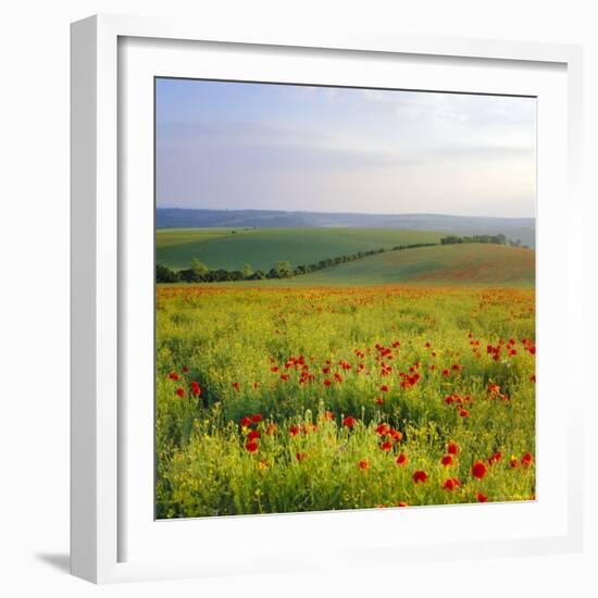 Poppies on the South Downs, Sussex, England-John Miller-Framed Photographic Print