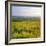 Poppies on the South Downs, Sussex, England-John Miller-Framed Photographic Print