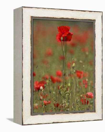 Poppies, Papaver Rhoeas, United Kingdom-Steve & Ann Toon-Framed Premier Image Canvas