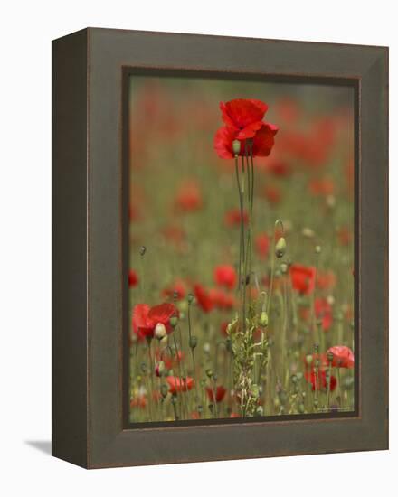 Poppies, Papaver Rhoeas, United Kingdom-Steve & Ann Toon-Framed Premier Image Canvas