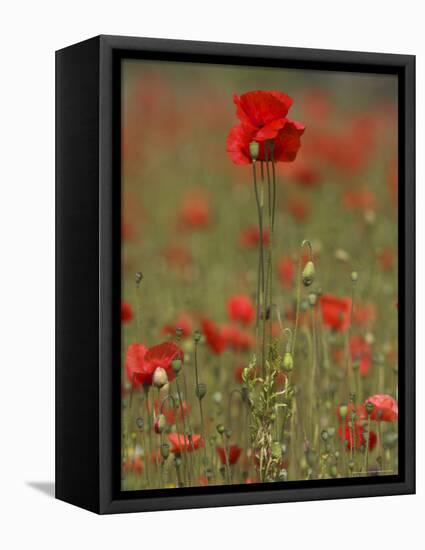 Poppies, Papaver Rhoeas, United Kingdom-Steve & Ann Toon-Framed Premier Image Canvas