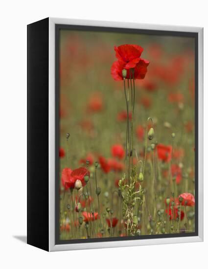 Poppies, Papaver Rhoeas, United Kingdom-Steve & Ann Toon-Framed Premier Image Canvas