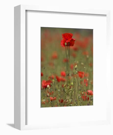 Poppies, Papaver Rhoeas, United Kingdom-Steve & Ann Toon-Framed Photographic Print