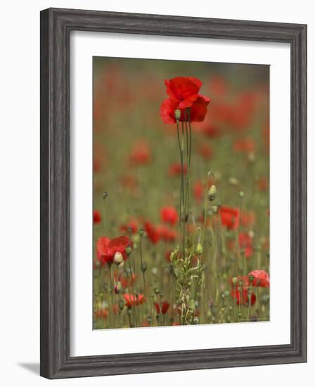 Poppies, Papaver Rhoeas, United Kingdom-Steve & Ann Toon-Framed Photographic Print