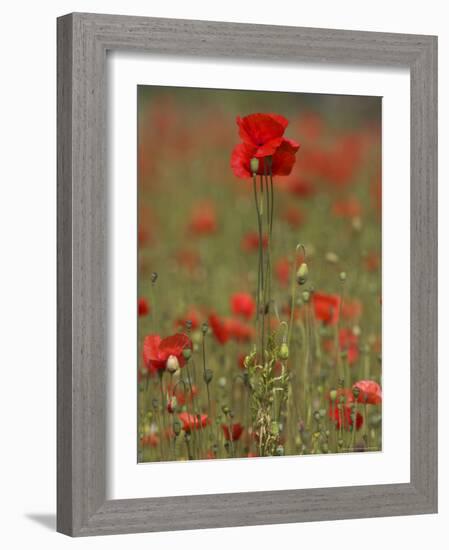 Poppies, Papaver Rhoeas, United Kingdom-Steve & Ann Toon-Framed Photographic Print