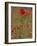 Poppies, Papaver Rhoeas, United Kingdom-Steve & Ann Toon-Framed Photographic Print