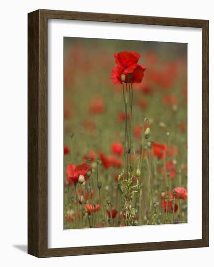 Poppies, Papaver Rhoeas, United Kingdom-Steve & Ann Toon-Framed Photographic Print