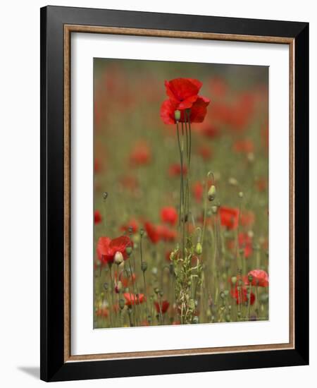 Poppies, Papaver Rhoeas, United Kingdom-Steve & Ann Toon-Framed Photographic Print