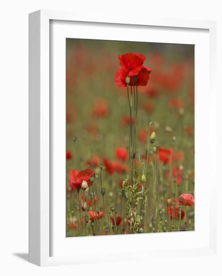 Poppies, Papaver Rhoeas, United Kingdom-Steve & Ann Toon-Framed Photographic Print