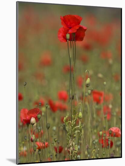 Poppies, Papaver Rhoeas, United Kingdom-Steve & Ann Toon-Mounted Photographic Print