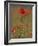 Poppies, Papaver Rhoeas, United Kingdom-Steve & Ann Toon-Framed Photographic Print