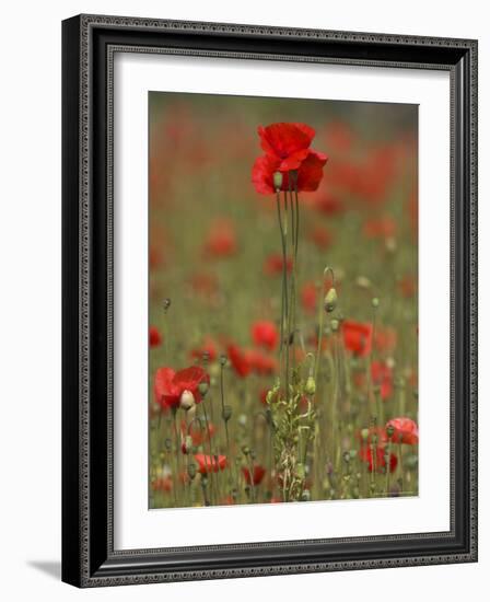 Poppies, Papaver Rhoeas, United Kingdom-Steve & Ann Toon-Framed Photographic Print