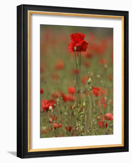 Poppies, Papaver Rhoeas, United Kingdom-Steve & Ann Toon-Framed Photographic Print