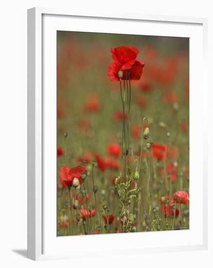 Poppies, Papaver Rhoeas, United Kingdom-Steve & Ann Toon-Framed Photographic Print