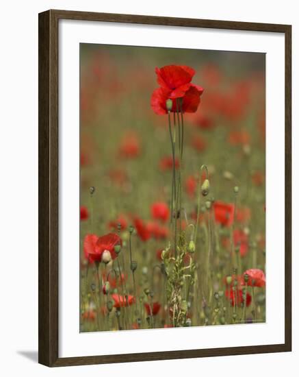 Poppies, Papaver Rhoeas, United Kingdom-Steve & Ann Toon-Framed Photographic Print