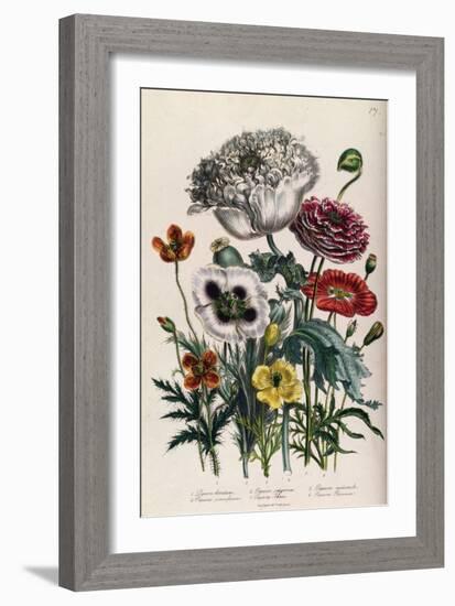 Poppies, Plate 4 from 'The Ladies' Flower Garden', Published 1842-Jane Loudon-Framed Giclee Print