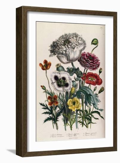 Poppies, Plate 4 from 'The Ladies' Flower Garden', Published 1842-Jane Loudon-Framed Giclee Print