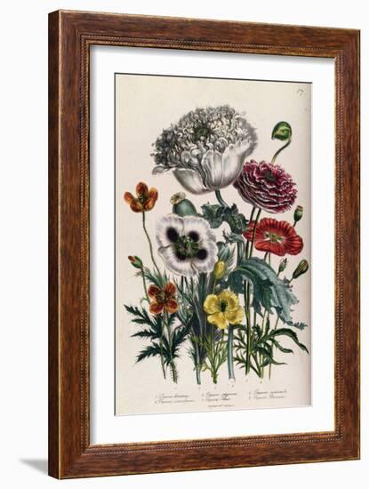 Poppies, Plate 4 from 'The Ladies' Flower Garden', Published 1842-Jane Loudon-Framed Giclee Print