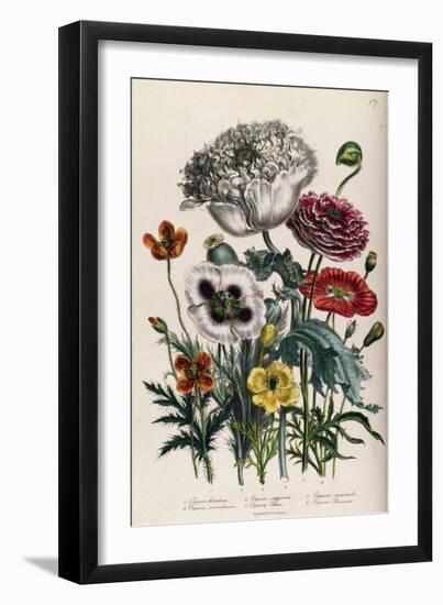 Poppies, Plate 4 from 'The Ladies' Flower Garden', Published 1842-Jane Loudon-Framed Giclee Print