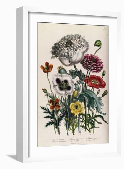Poppies, Plate 4 from 'The Ladies' Flower Garden', Published 1842-Jane Loudon-Framed Giclee Print