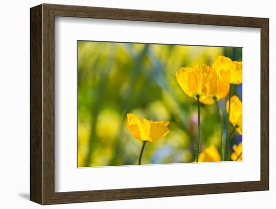 Poppies Poppy Flowers in California San Francisco Spring Garden-holbox-Framed Photographic Print