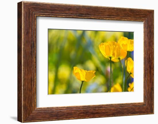 Poppies Poppy Flowers in California San Francisco Spring Garden-holbox-Framed Photographic Print