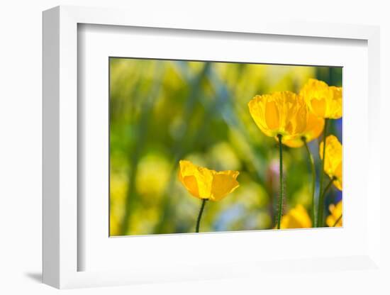 Poppies Poppy Flowers in California San Francisco Spring Garden-holbox-Framed Photographic Print